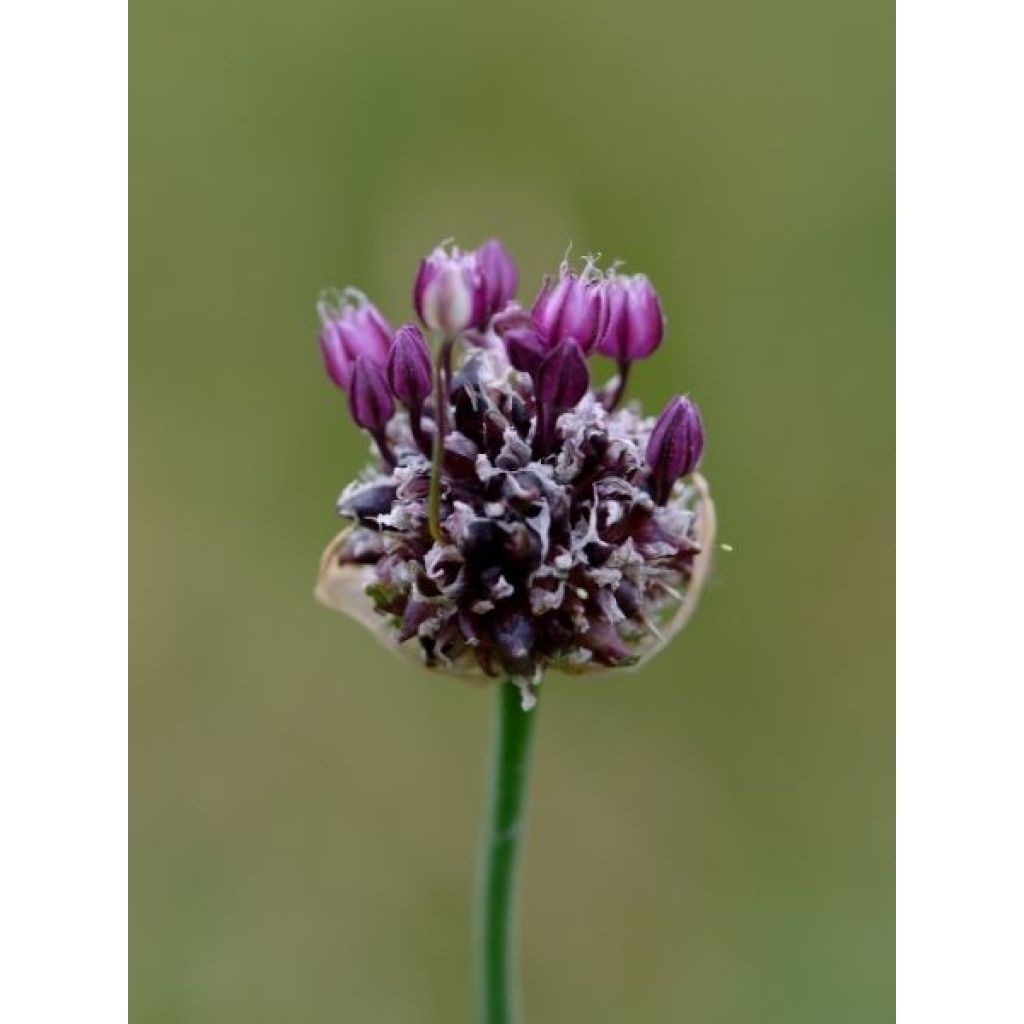 Ail rocambole - Allium scorodoprasum