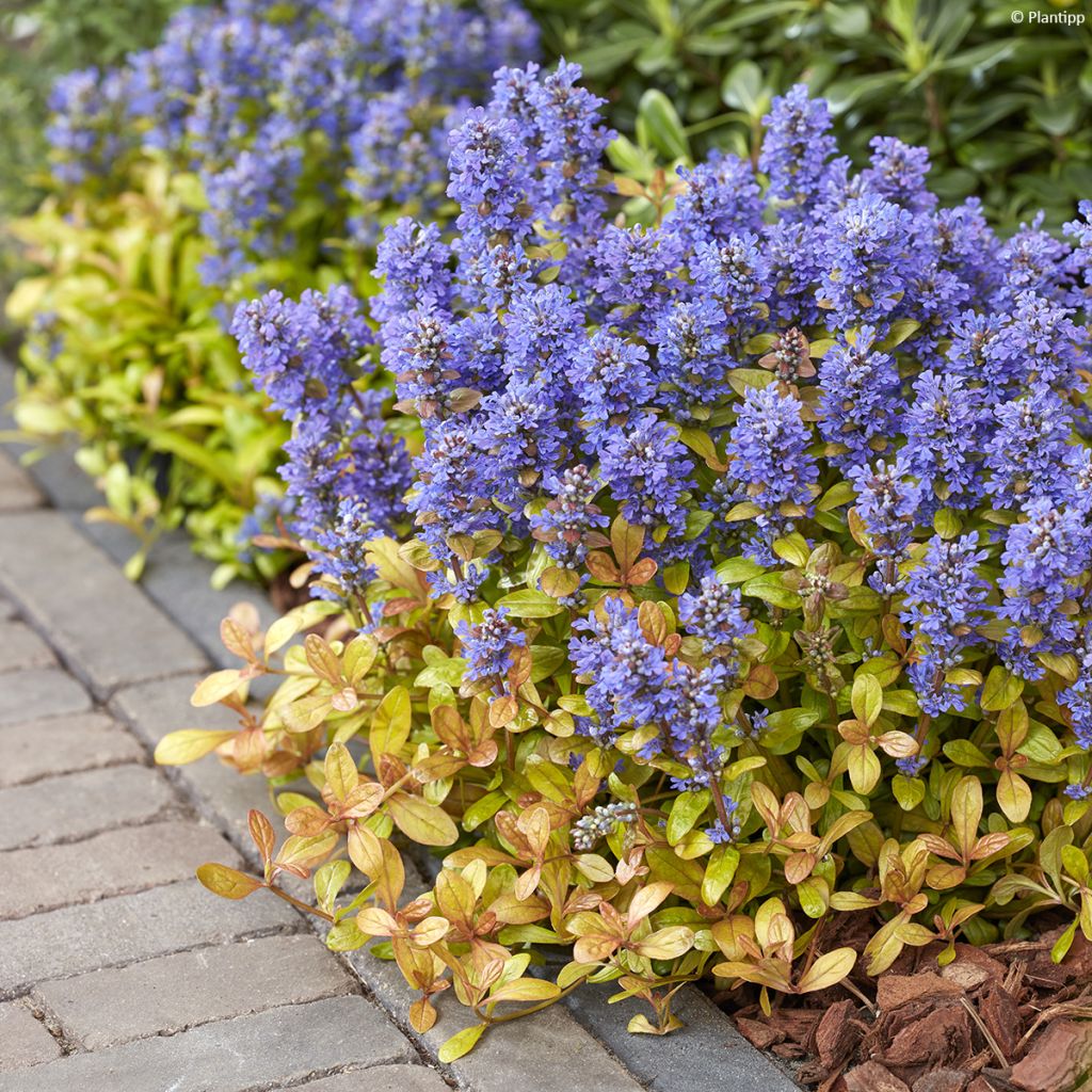 Ajuga Feathered Friends Fancy Finch - Bugle rampante