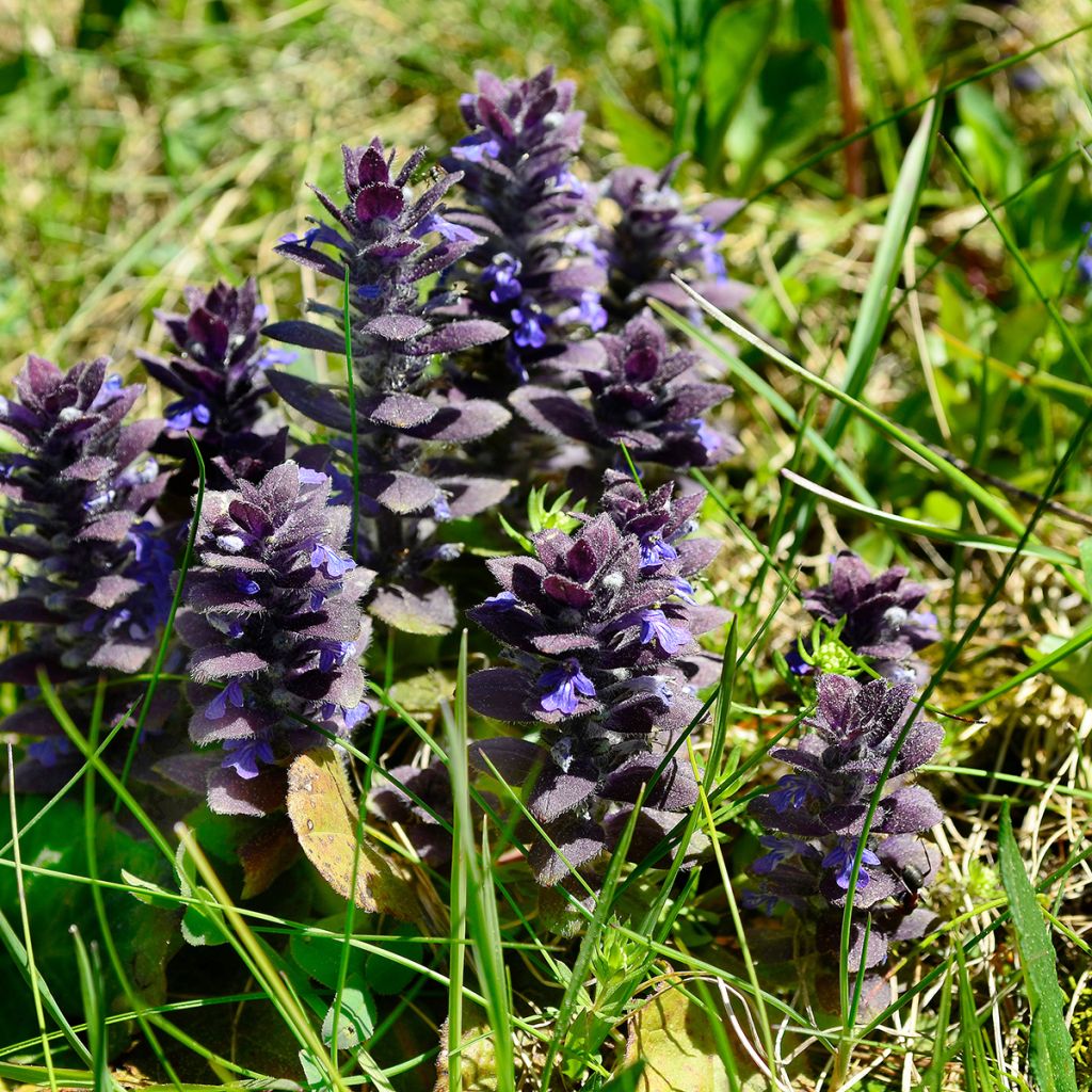 Ajuga pyramidalis - Bugle pyramidale
