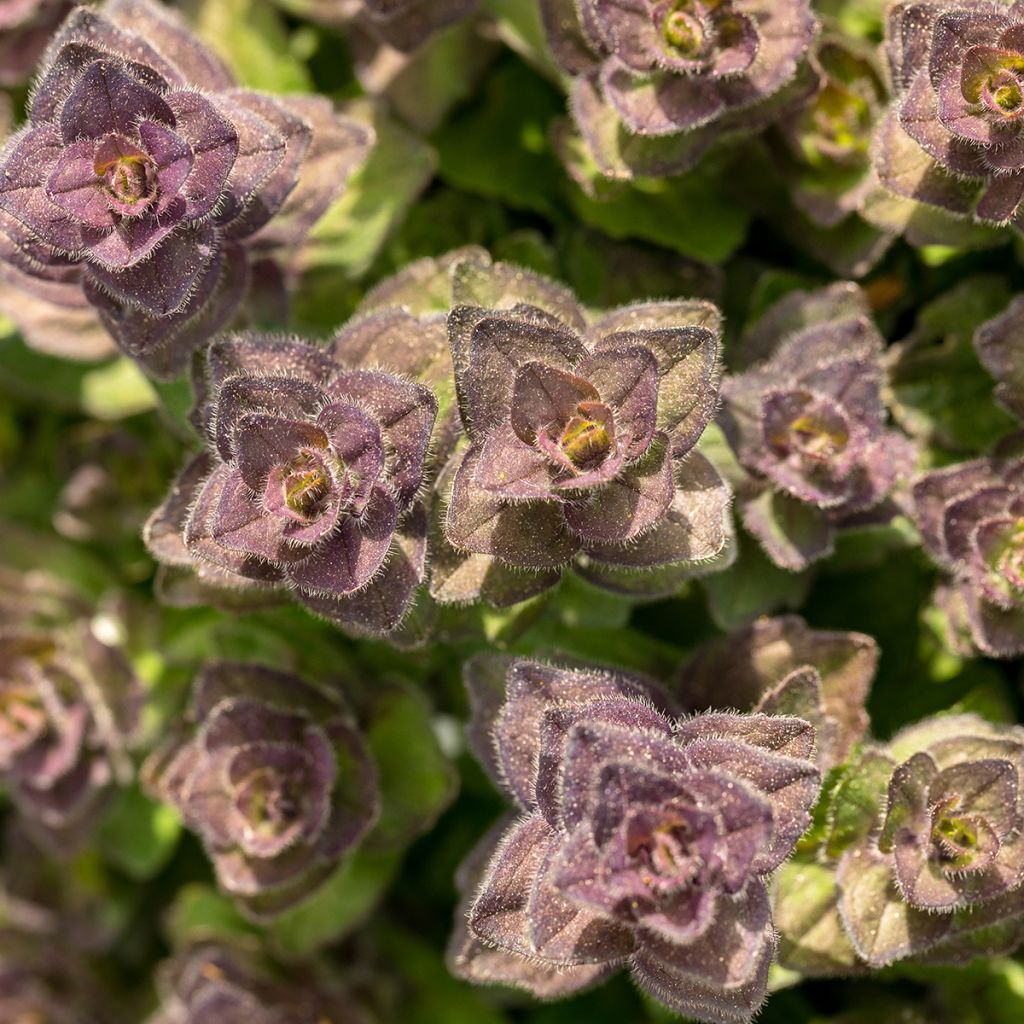 Ajuga pyramidalis - Bugle pyramidale