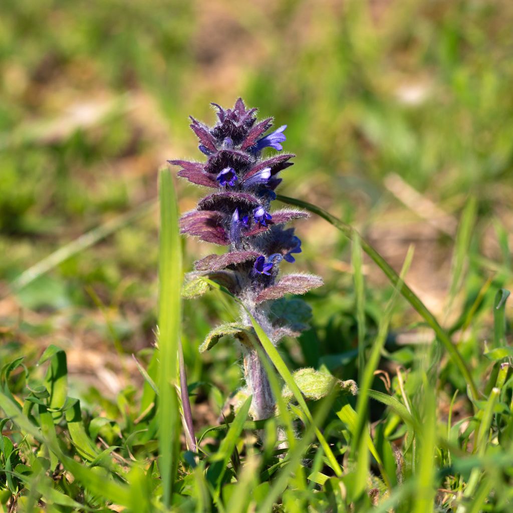 Ajuga pyramidalis - Bugle pyramidale