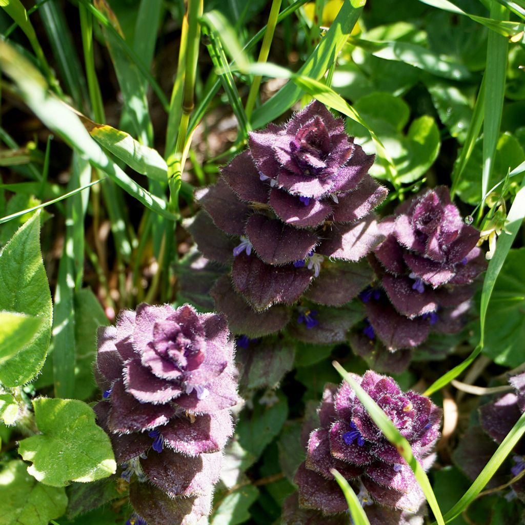 Ajuga pyramidalis - Bugle pyramidale