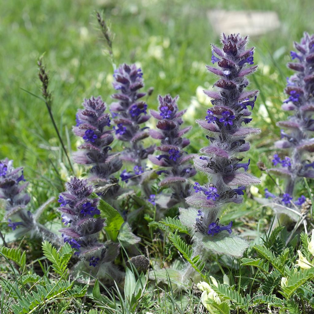Ajuga pyramidalis - Bugle pyramidale