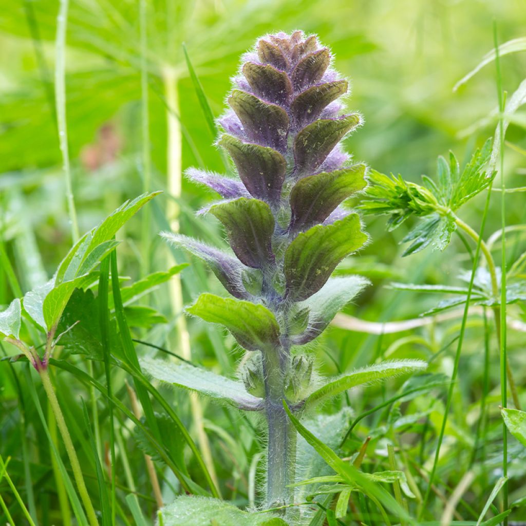 Ajuga pyramidalis - Bugle pyramidale