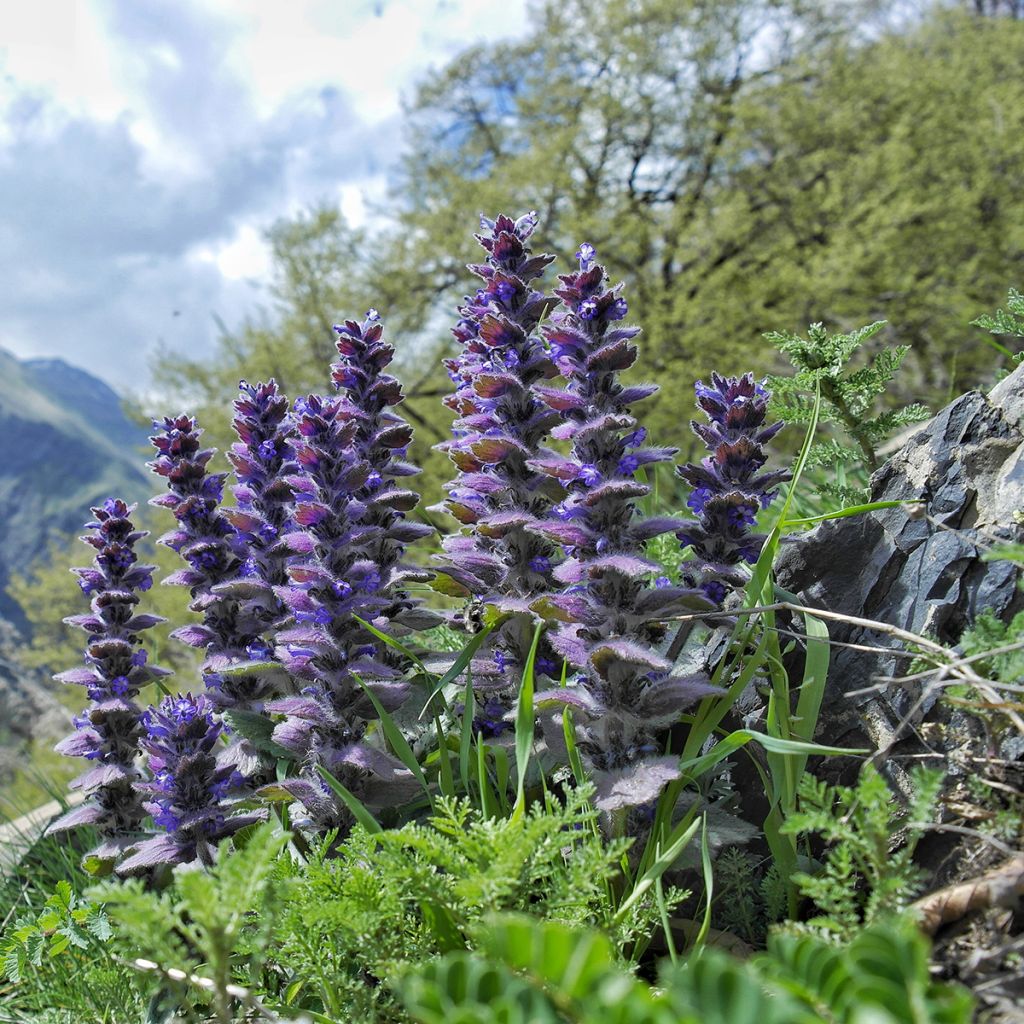 Ajuga pyramidalis - Bugle pyramidale