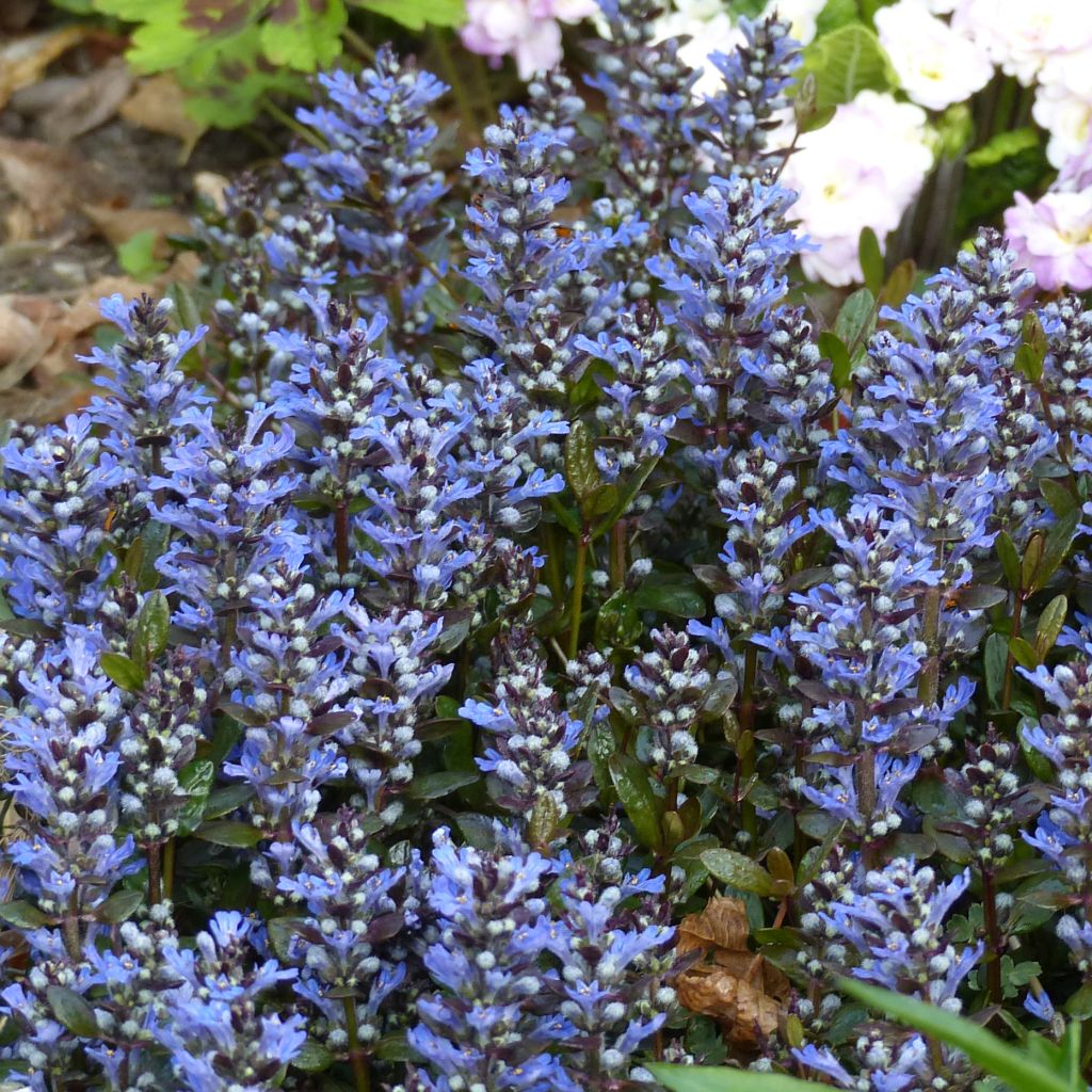 Ajuga tenorii Chocolate Chip (Valfredda) - Bugle rampant
