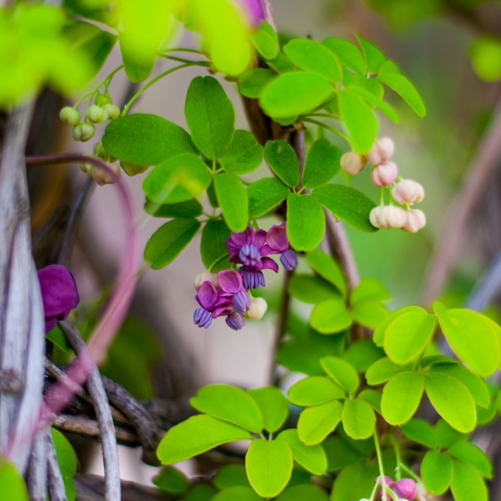 Akebia quinata - Akébie à cinq feuilles