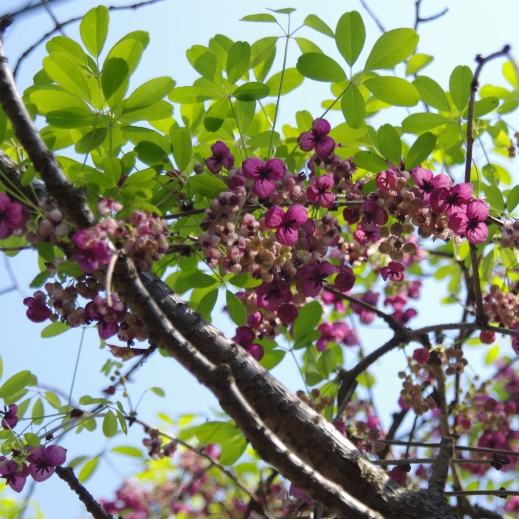 Akebia quinata - Akébie à cinq feuilles