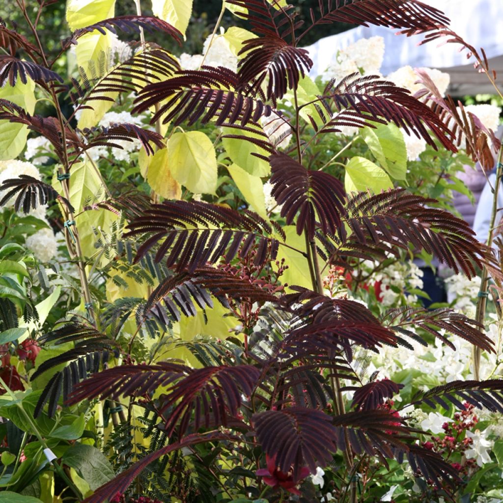 Albizia julibrissin Evey's Pride - Arbre de soie