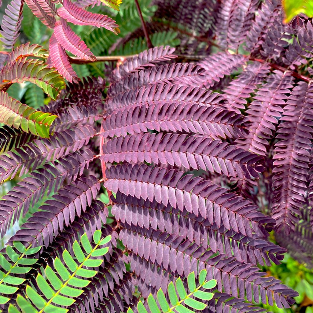 Albizia julibrissin Summer Chocolate - Arbre à soie