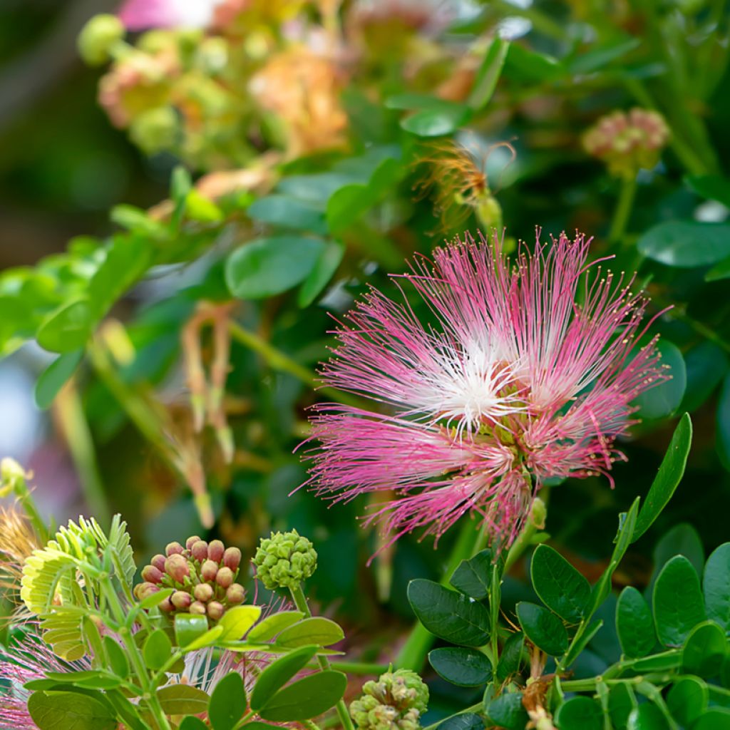 Albizia saman - Arbre à pluie