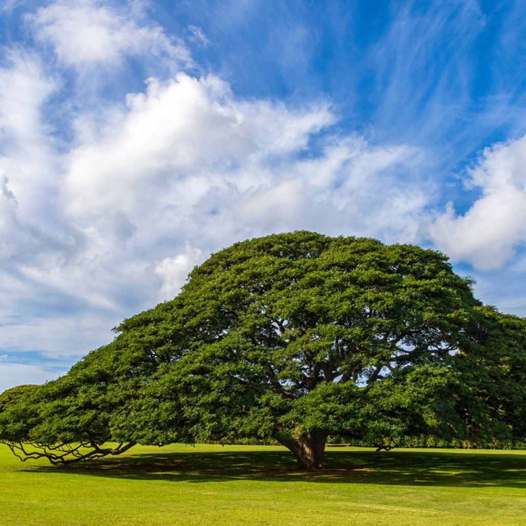 Albizia saman - Arbre à pluie