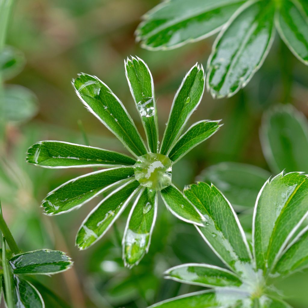 Alchemilla alpina - Alchémille des Alpes
