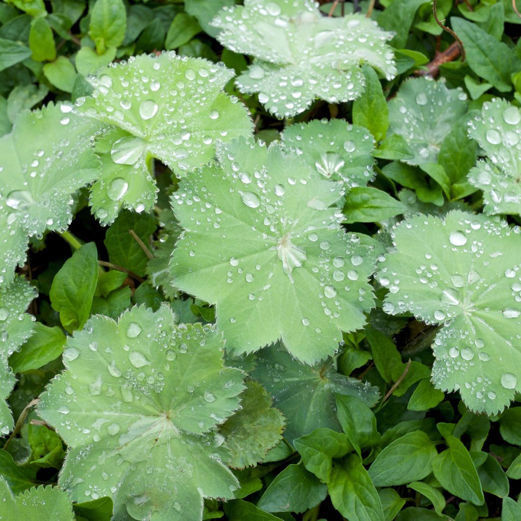 Alchemille Thriller - Alchemilla mollis
