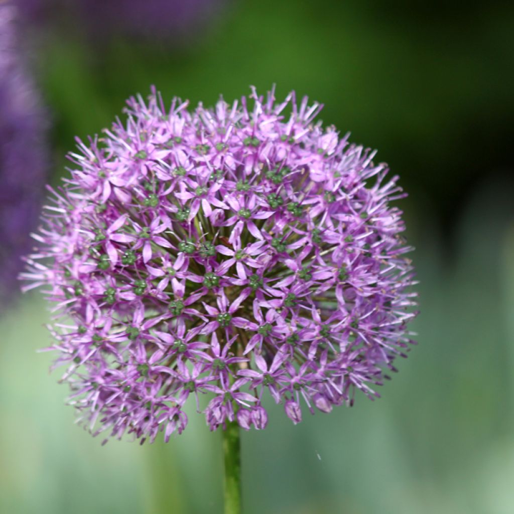 Ail d'ornement - Allium Statos