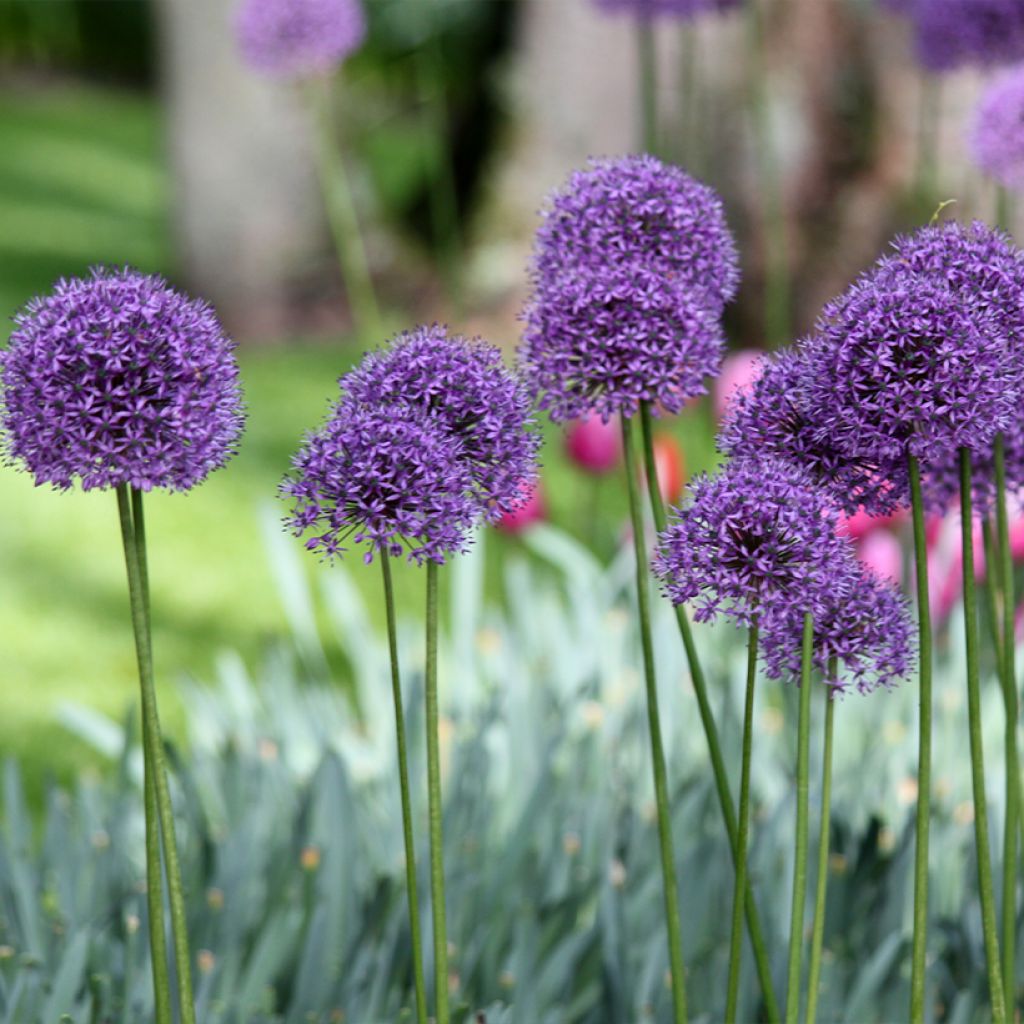 Ail d'ornement - Allium Statos