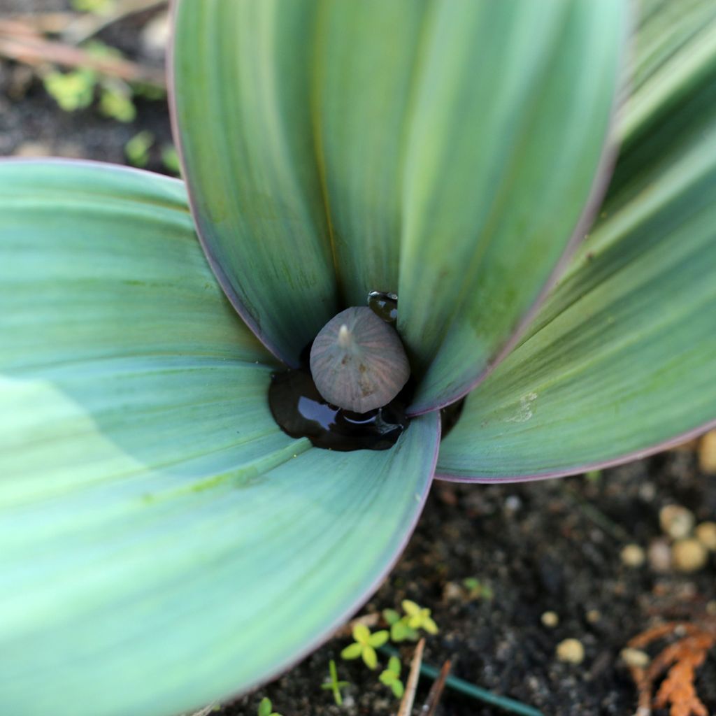 Allium karataviense - Ail d'ornement du Turkestan