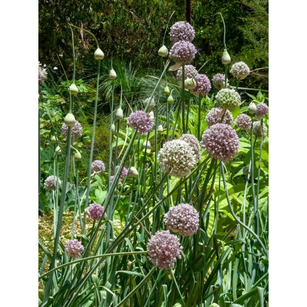 Allium ampeloprasum - Poireau perpétuel