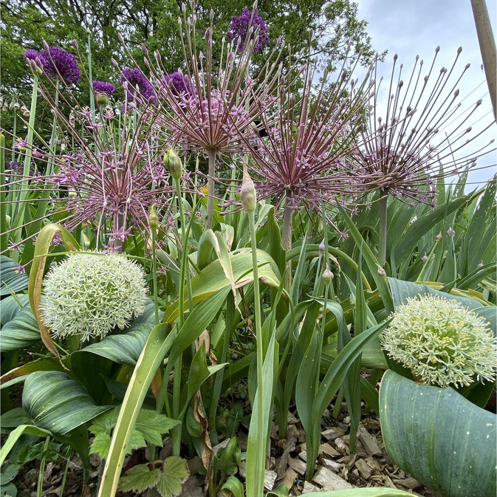 Ail d'ornement - Allium schubertii