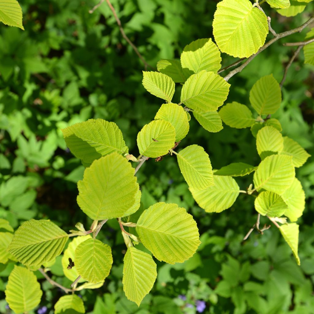 Aulne glutineux - Alnus glutinosa Aurea