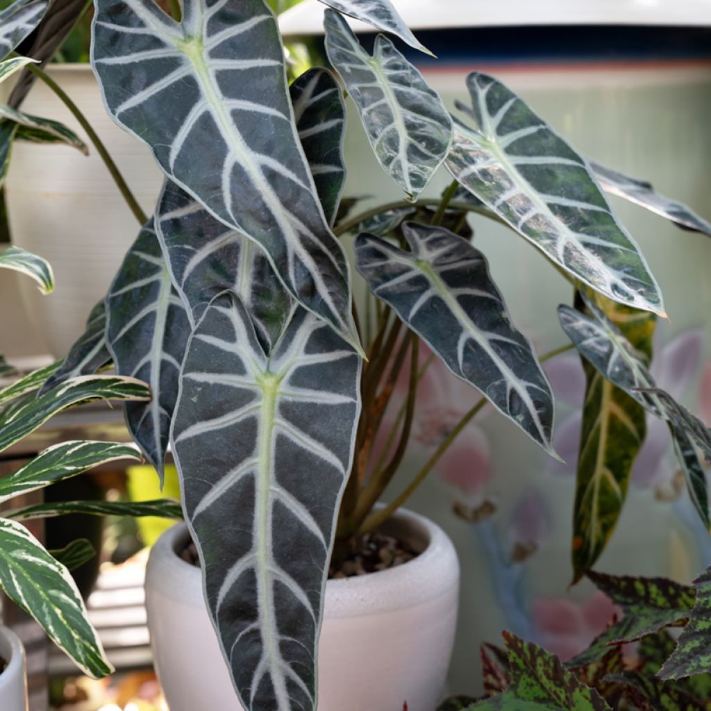 Alocasia Bambino - Oreille d'éléphant