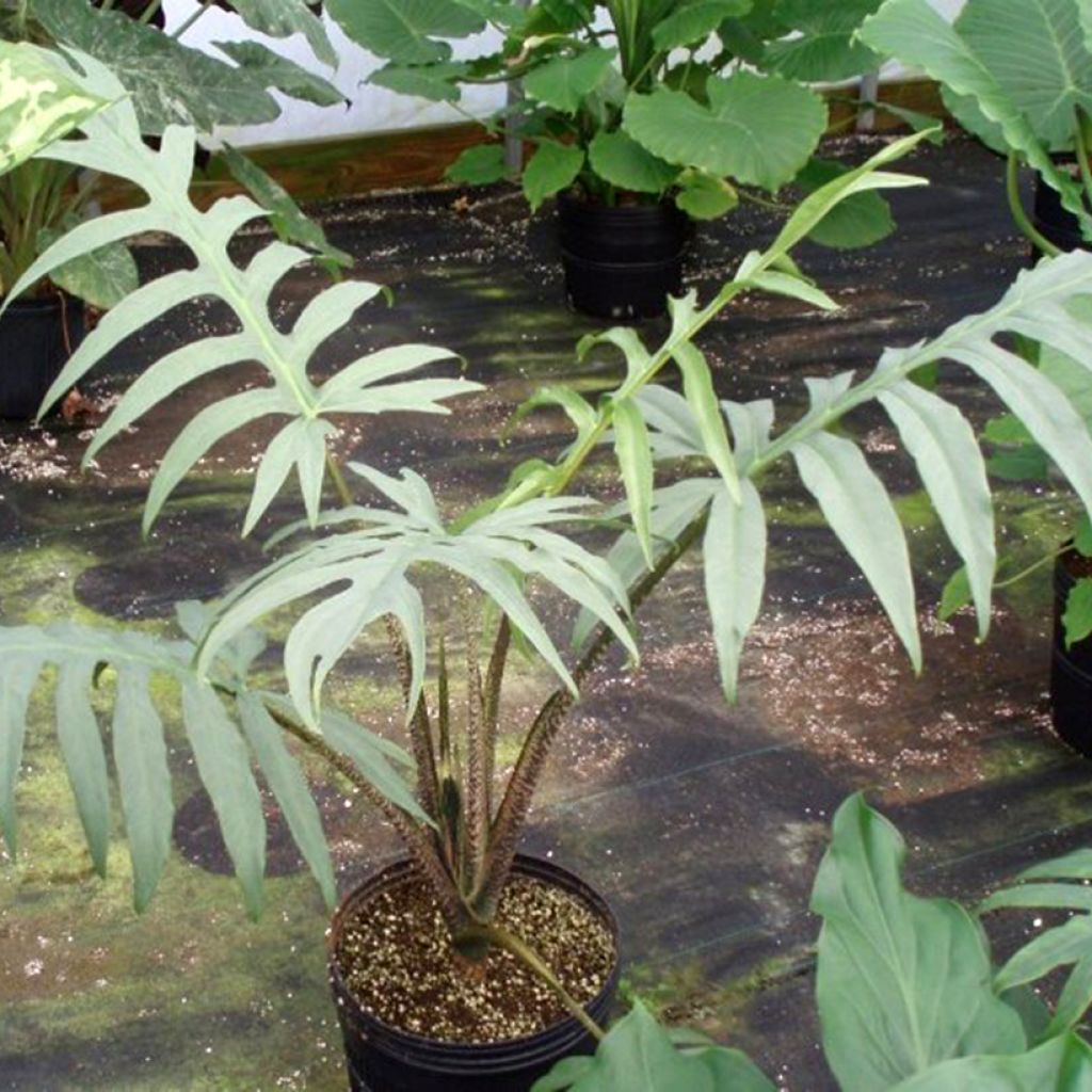 Alocasia brancifolia - Oreille d'éléphant