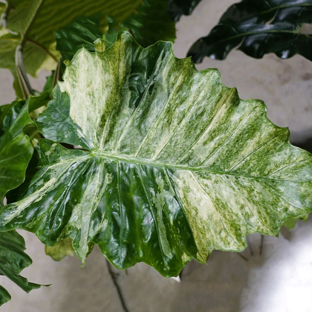 Alocasia Hualong
