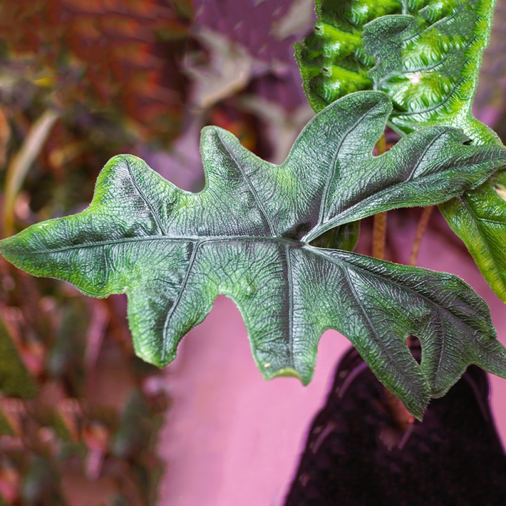 Alocasia Jacklyn - Oreille d'éléphant