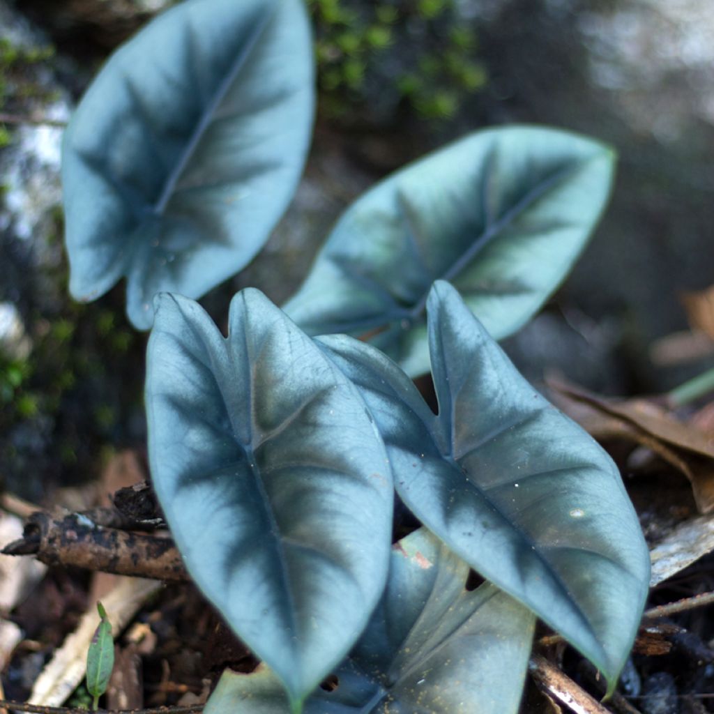 Alocasia reversa - Oreille d'éléphant