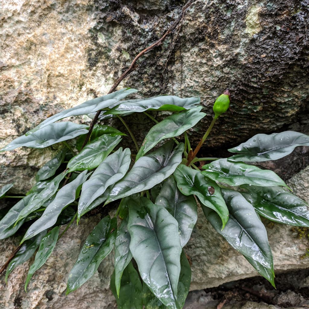 Alocasia reversa - Oreille d'éléphant