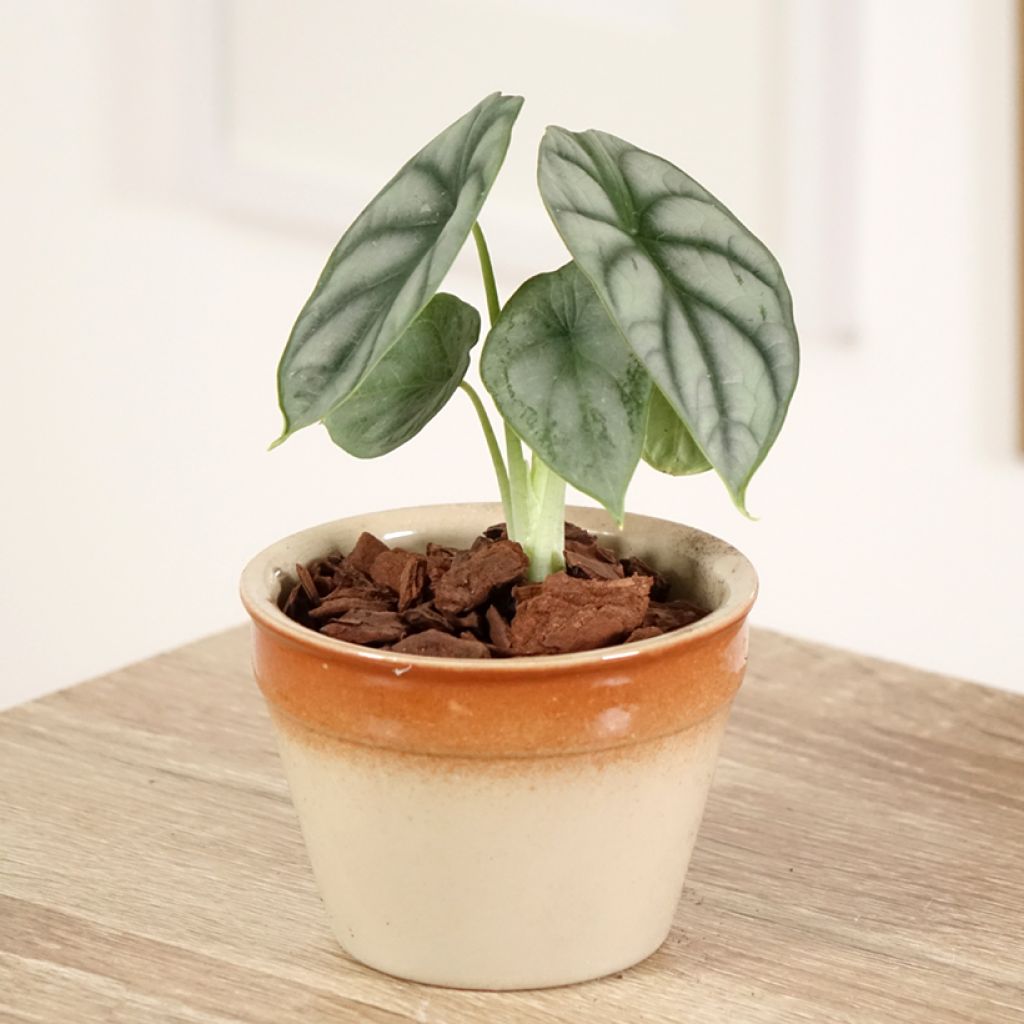 Alocasia Silver Dragon - Oreille d'éléphant