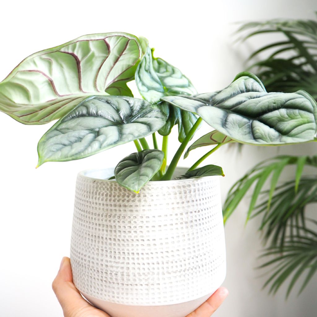Alocasia Silver Dragon - Oreille d'éléphant