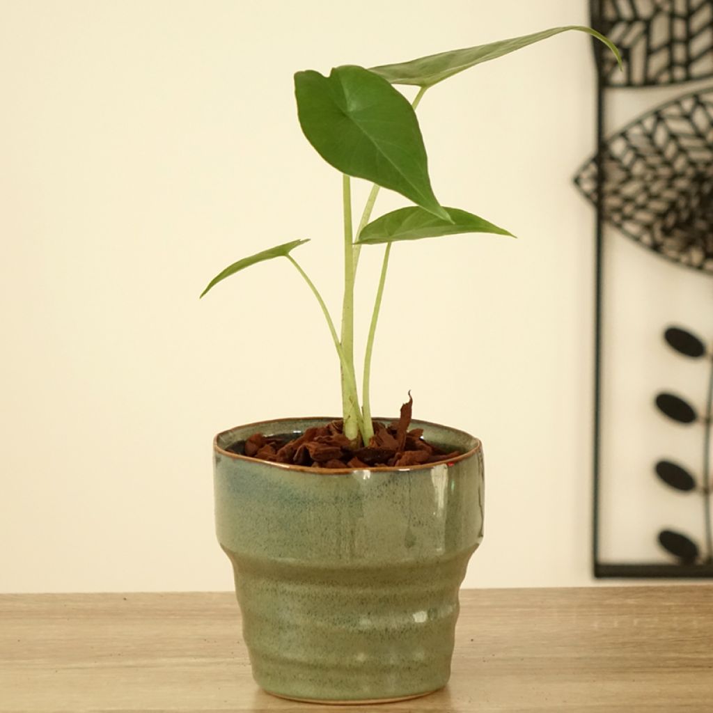 Alocasia Sumo - Oreille d'éléphant