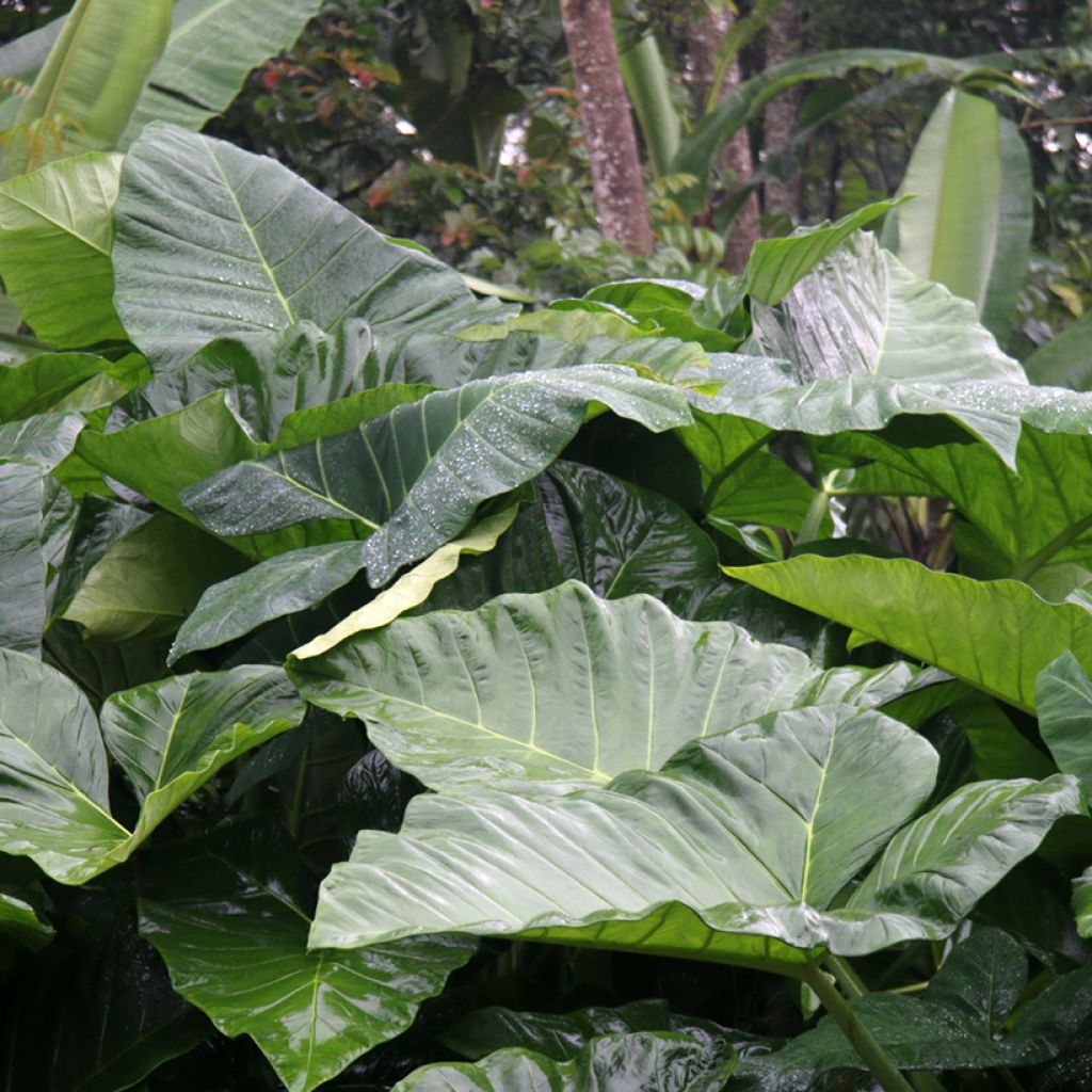 Alocasia Sumo - Oreille d'éléphant