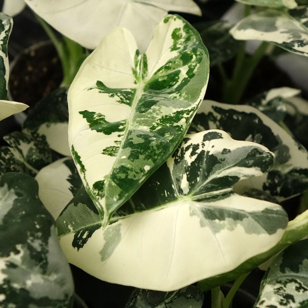 Alocasia Frydek Variegata - Oreille d'éléphant