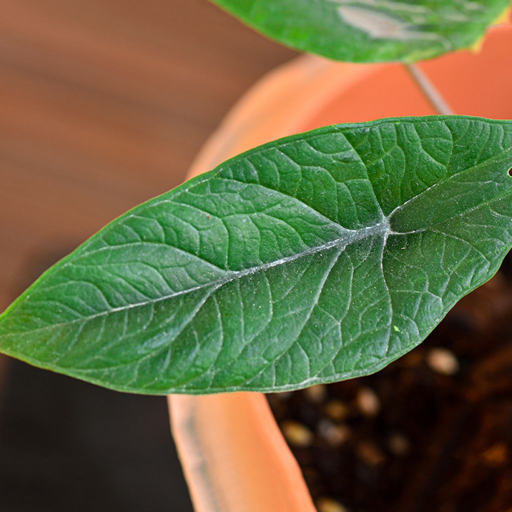 Alocasia scalprum - Oreille d'éléphant