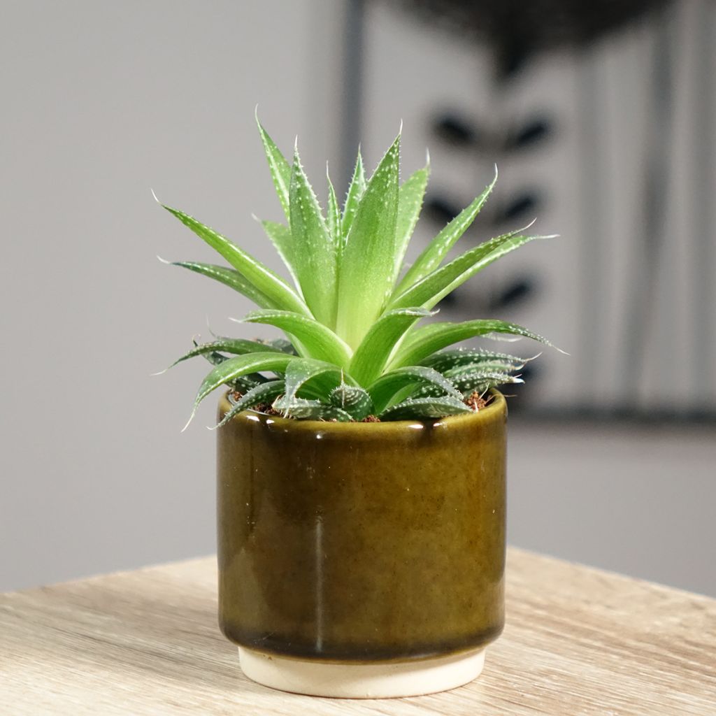 Aloe aristata - Aloe nain