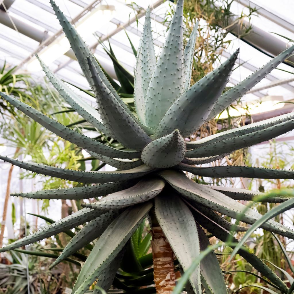 Aloe marlothii - Aloès de montagne