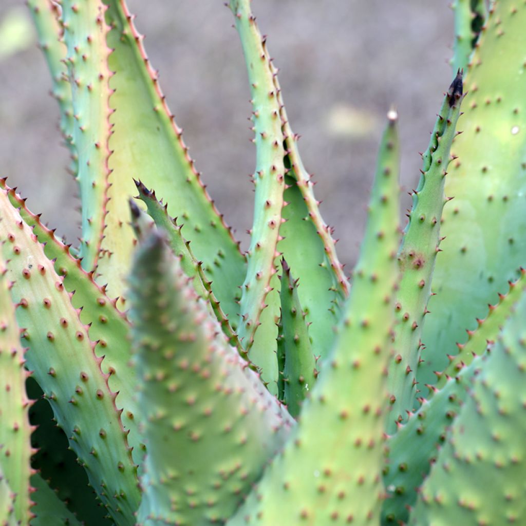Aloe marlothii - Aloès de montagne