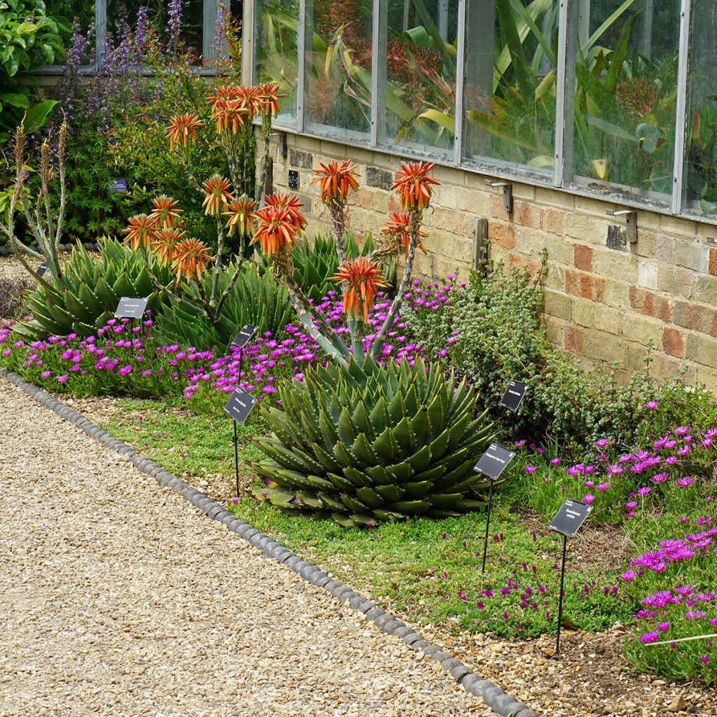 Aloe polyphylla - Aloes spirale