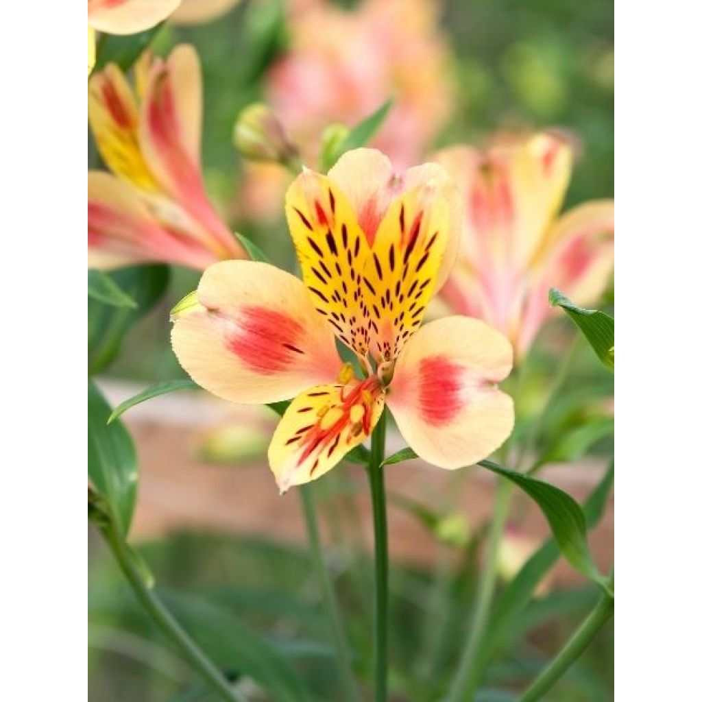 Alstroémère Duchesses Marguerite - Lys des Incas