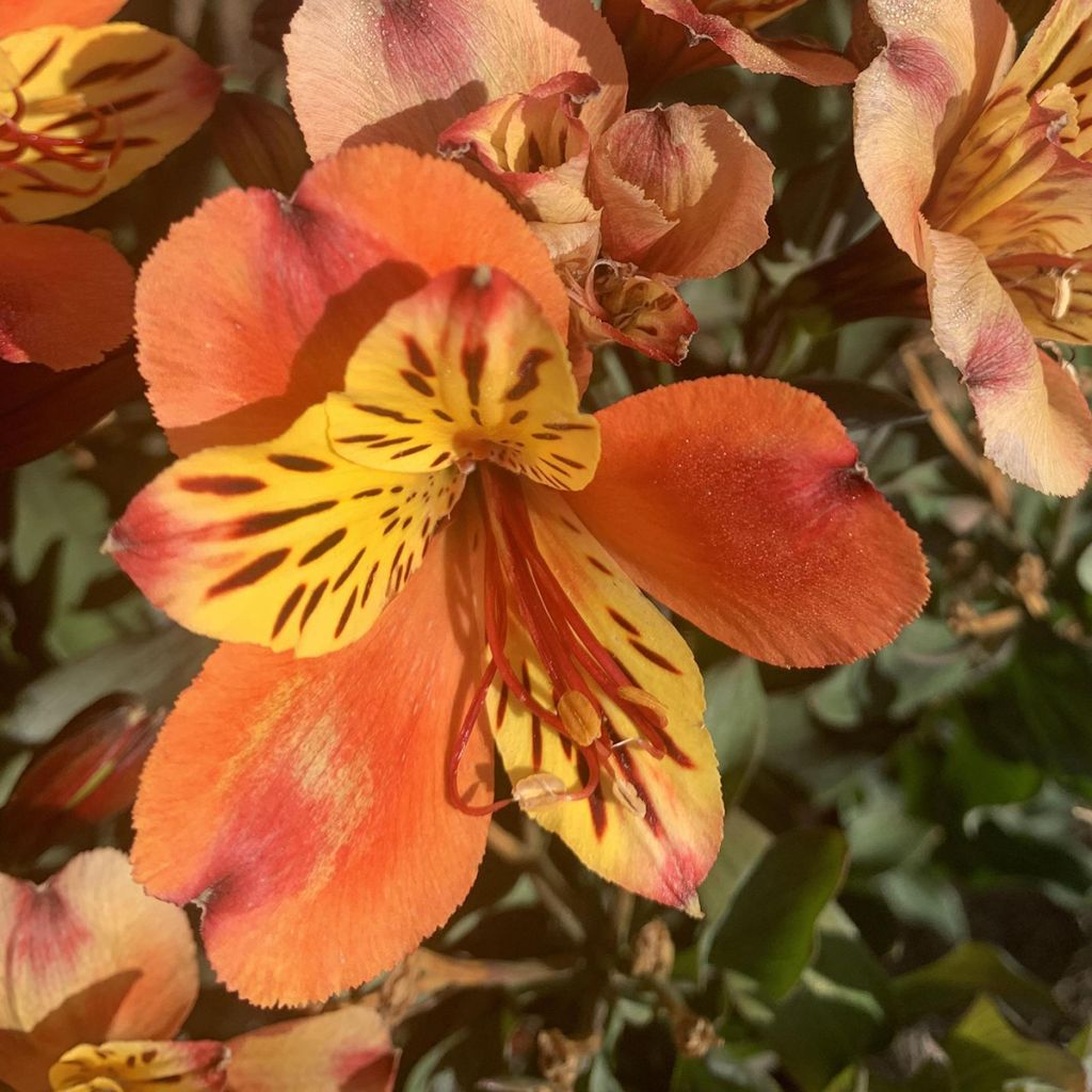 Alstroemeria Indian Summer - Lis des Incas