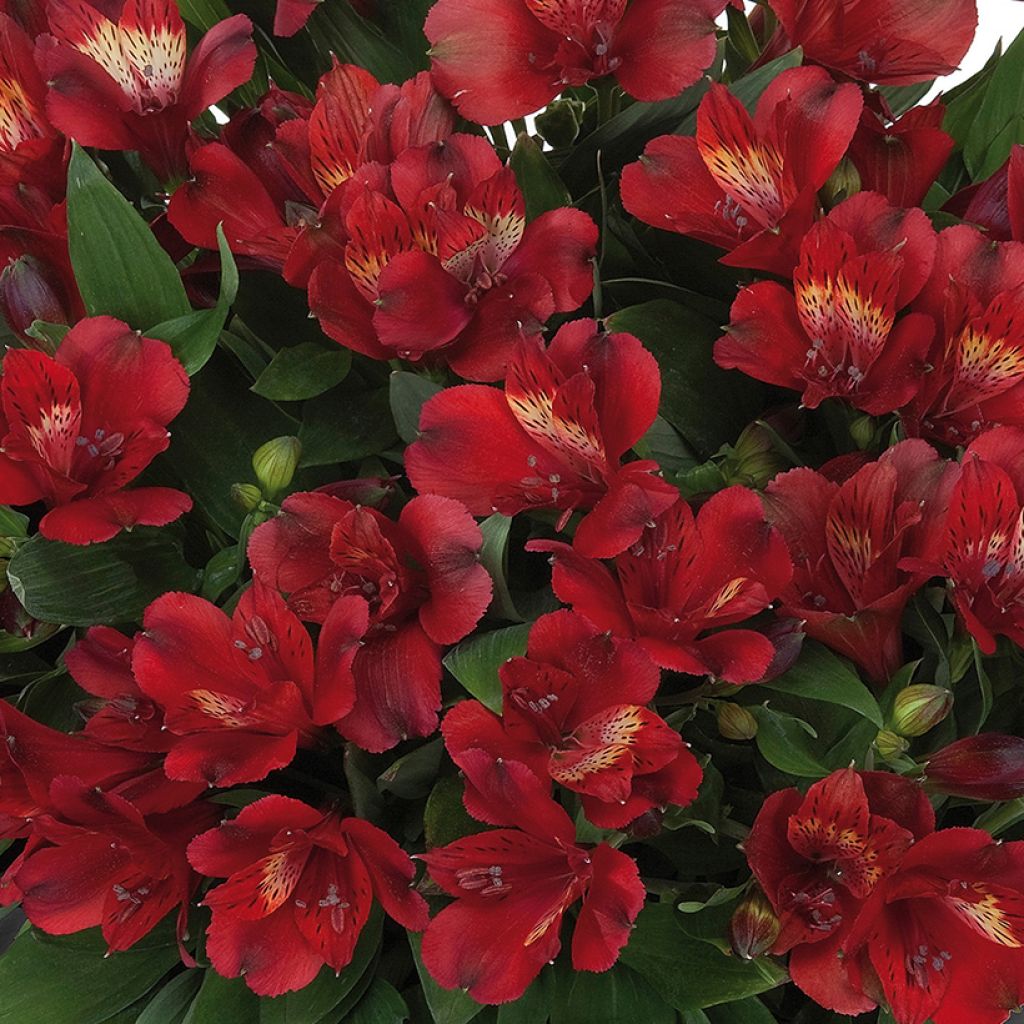 Alstroemeria Inticancha Doba - Lis des Incas
