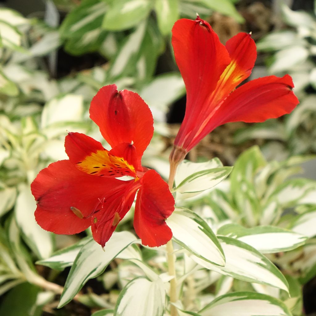 Alstroemeria Rock'n roll - Lis des Incas