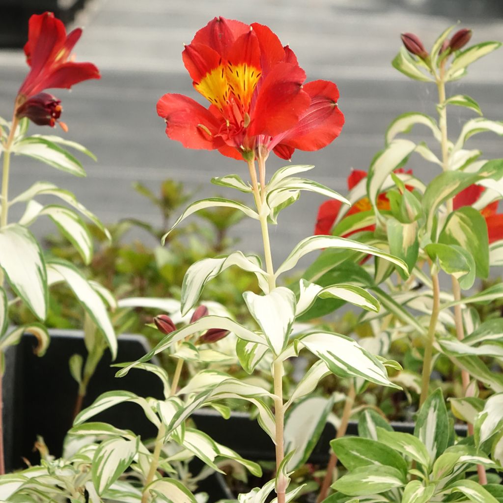 Alstroemeria Rock'n roll - Lis des Incas