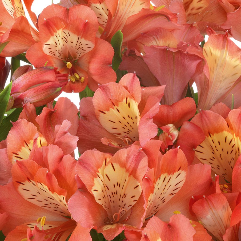 Alstroemeria Valley Girl - Lis des Incas