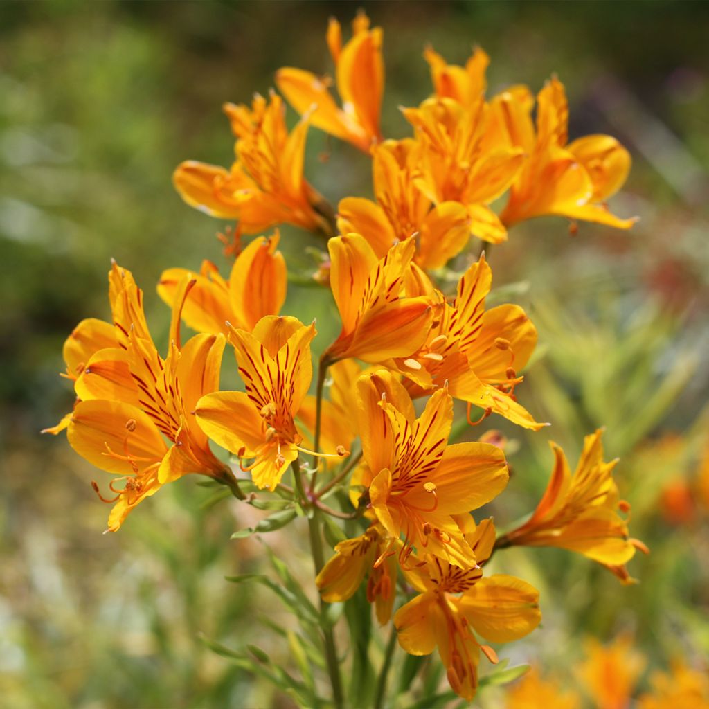 Alstroemeria aurea Orange King - Lys des Incas