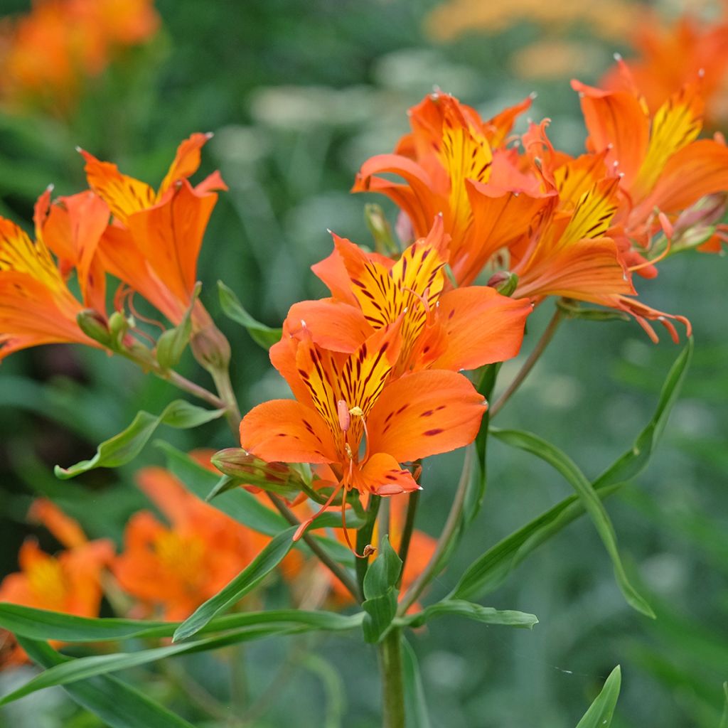 Alstroemeria aurea Orange King - Lys des Incas