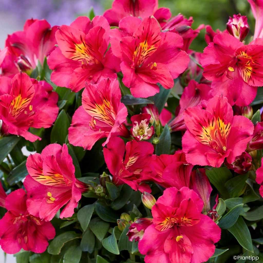Alstroemeria Incalys Cherry - Lis des Incas