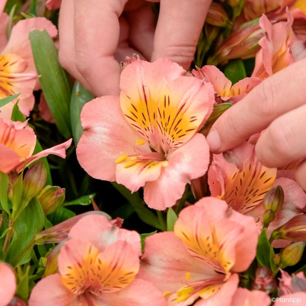 Alstroemeria Incalys Salmon - Lis des Incas